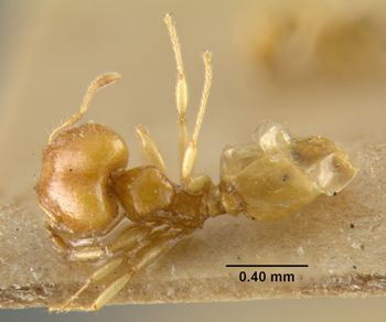 Media type: image;   Entomology 20760 Aspect: habitus dorsal view